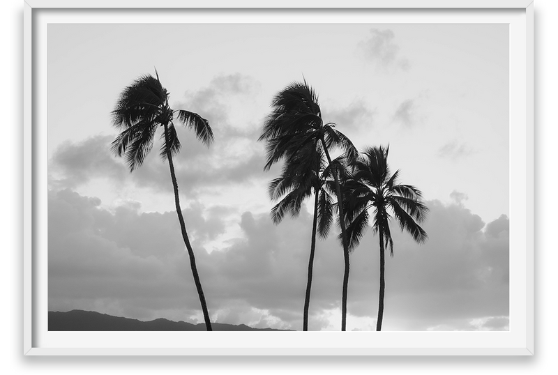 Palm Trees, Hawaii Coastline, North Shore  of Oahu,  Sunset