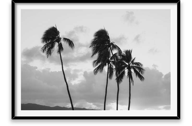 Palm Trees, Hawaii Coastline, North Shore  of Oahu,  Sunset, Black and white palm trees, 3 palm trees